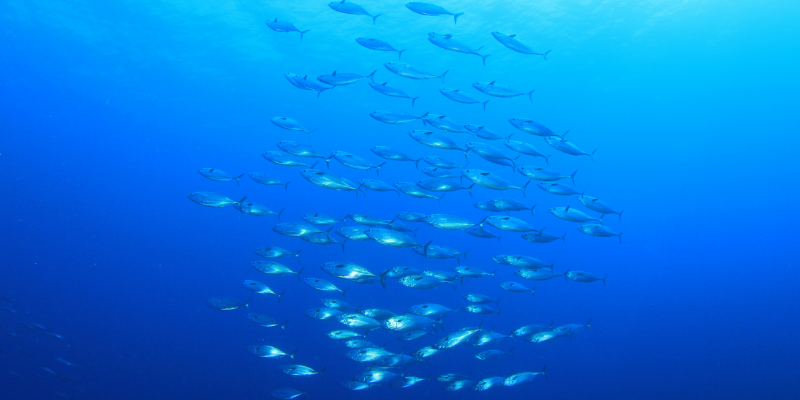 Sem estatística pesqueira há 10 anos, país corre para manter cotas de pesca de atuns