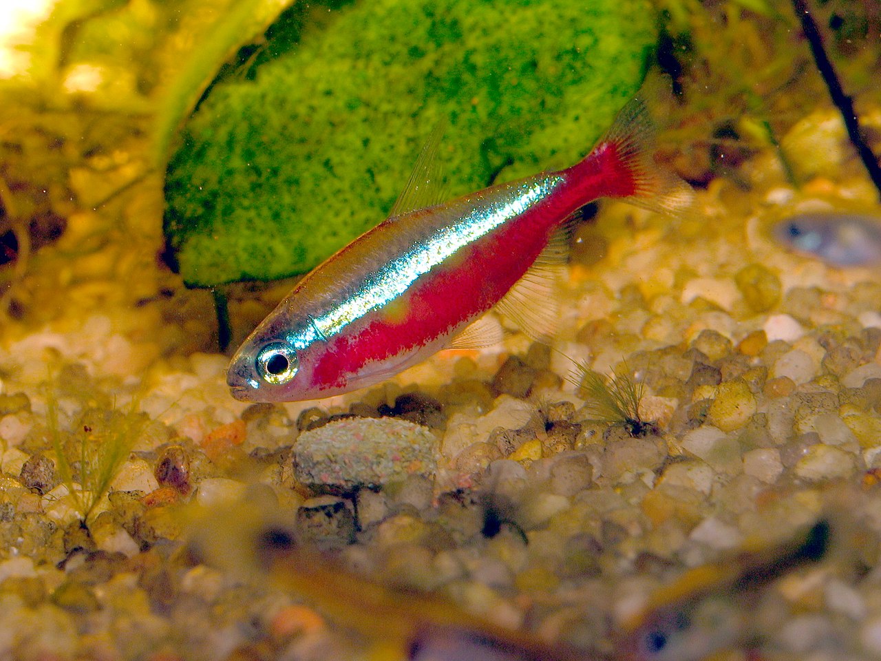 Portaria sobre peixes ornamentais agrava falta de proteção às espécies nativas