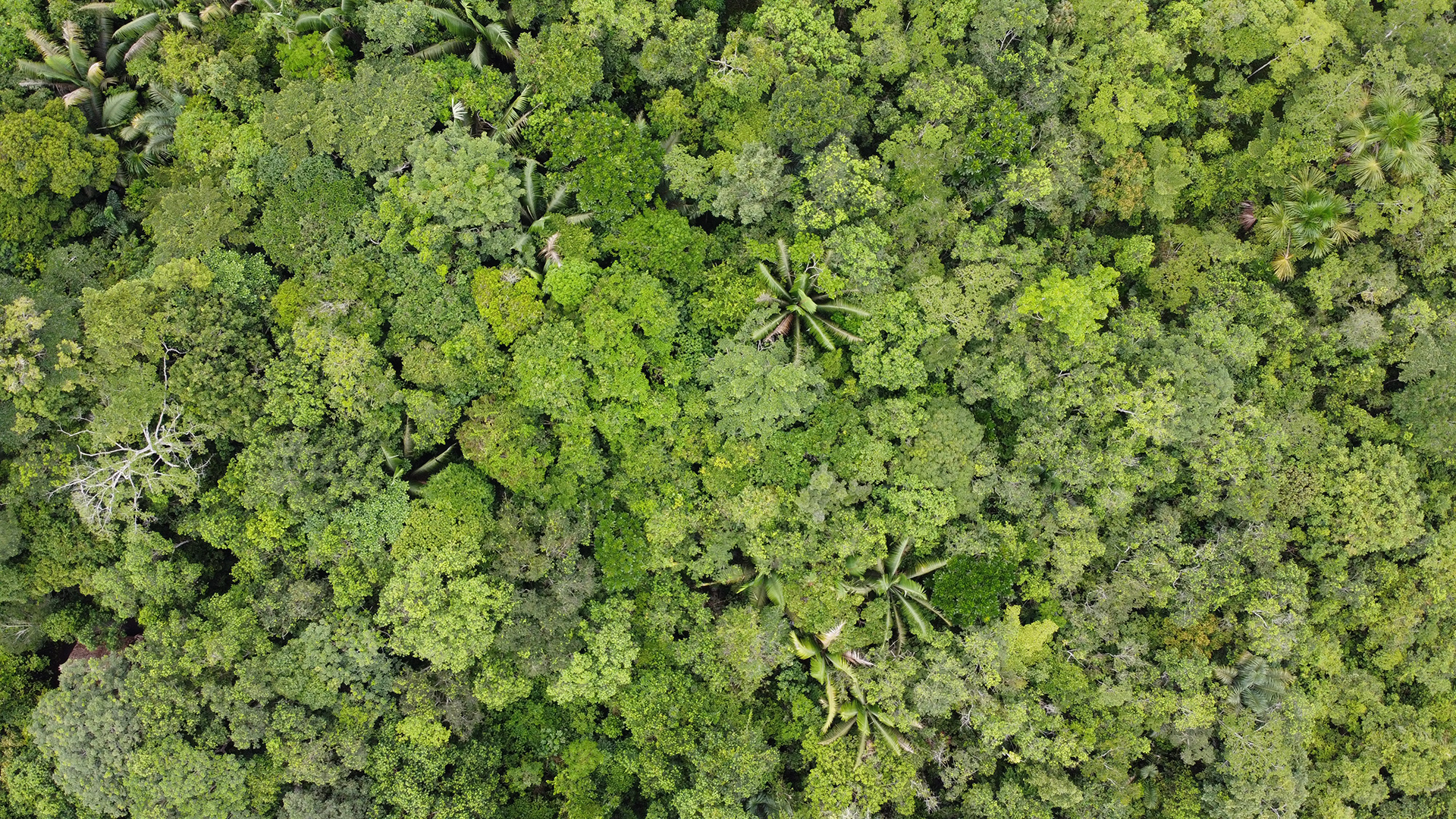 Amazônia Por Inteiro retrata panorama da região com maior biodiversidade do país